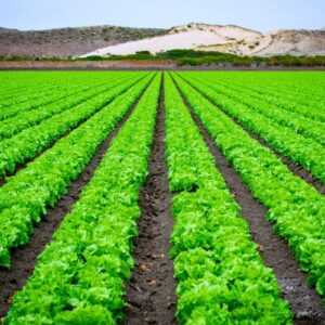 Consulenza agronomica a Sassari